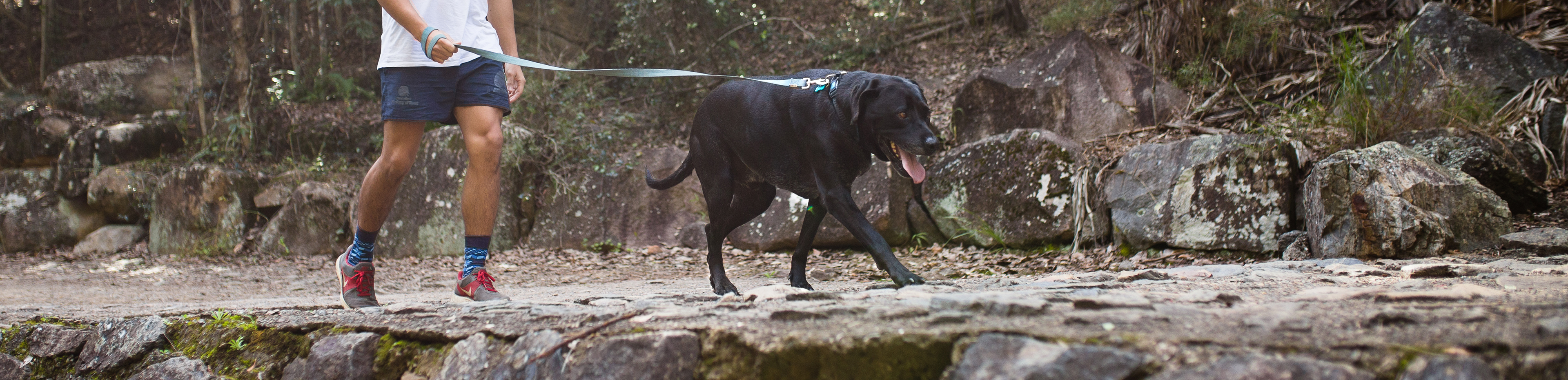 Dog on a bushwalk with owner